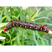 Spurge Hawk H euphorbiae pupae Spurge Hawk H euphorbiae pupae